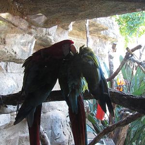 Green Winged and Hybrid Macaws