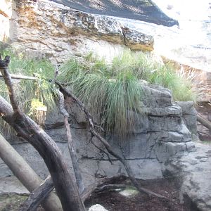 Clouded Leopard Habitat