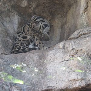 Clouded Leopard grooming