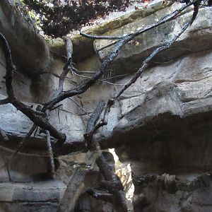 Black Footed Cat Habitat