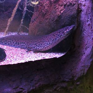 African Lungfish