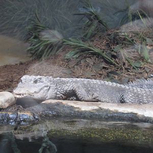 Dwarf Crocodile