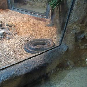 African Rock Python