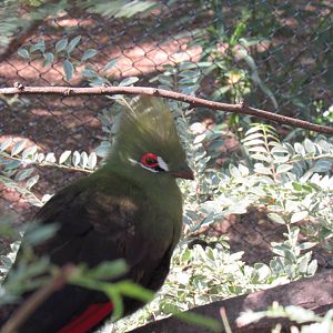 Green Turaco