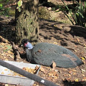 Kenya Crested Guineafowl