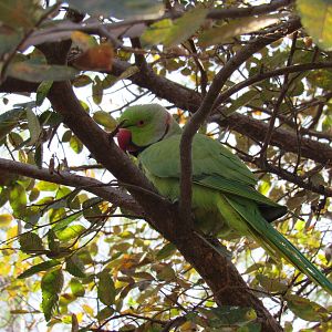 Alexandrine Parakeet
