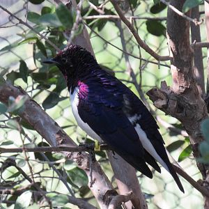 Amethyst Starling