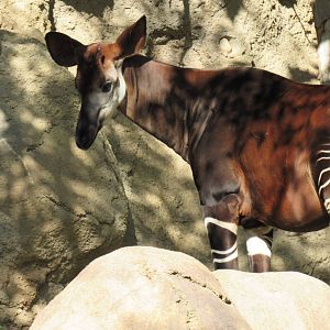 Okapi