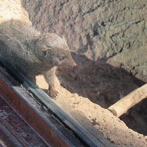 Dwarf Mongoose
