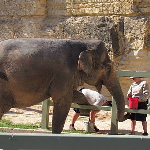 Lucky getting her nails done