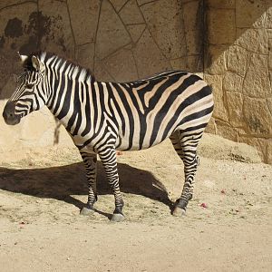 Grant's Zebra