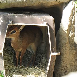 Kirk's Dik-Dik