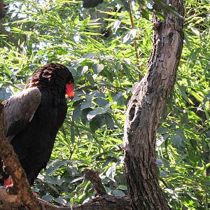 Bateleur Eagle