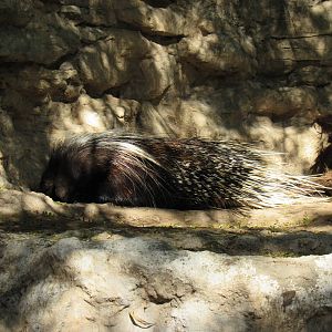 Crested Porcupine