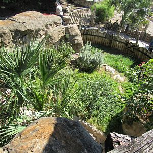 Blue Duiker Habitat- larger than it appears from the front