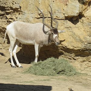 Addax