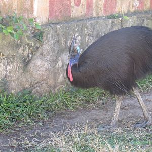 Southern Cassowary