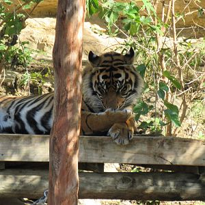 Sumatran Tiger