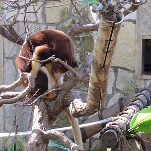 Mastchie's Tree Kangaroo