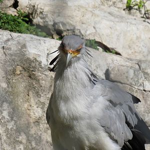 Secretary Bird