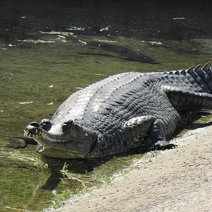 Female Gharial