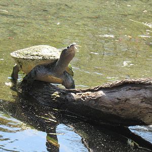 Malayan Painted Turtle