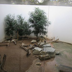 Sea Bird Exhibit (find the Guam Rail...)