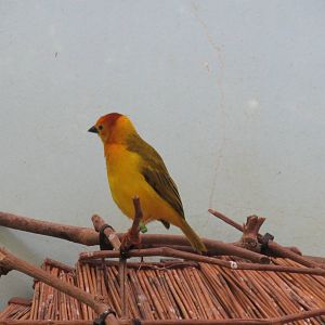 Taveta Golden Weaver