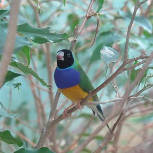 Gouldian Finch