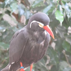 Inca Tern