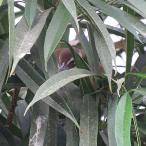 Guam Rail... In a Tree... Logic.