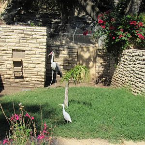 Wattled Crane with Wild Cattle Egret