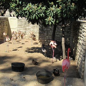 Chilean Flamingo juveniles and chicks