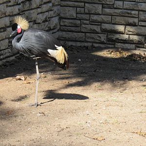 West African (Black) Crowned Crane
