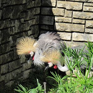 Pair of East African (grey) Crowned Cranes