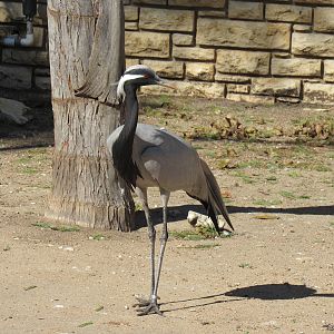 Demoiselle Crane- so pretty