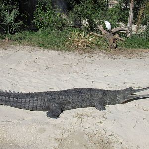 Male Gharial Basking