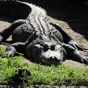 American Alligator