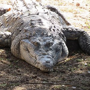 Orinoco Crocodile