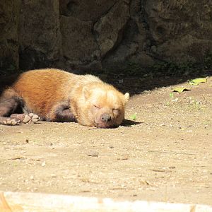 Sleeping Beauty Bush Dog