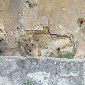 Lion Cubs and Mom