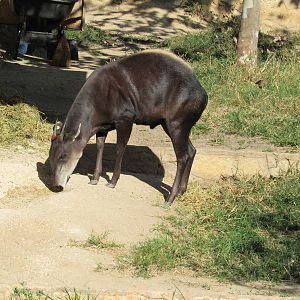 Yellow Backed Duiker