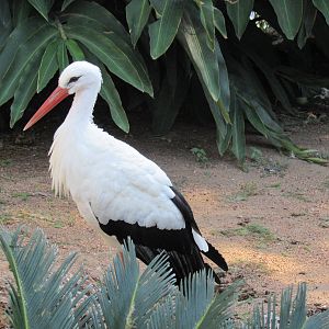 European White Stork