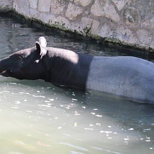 Malayan Tapir