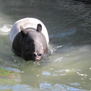 Malayan Tapir