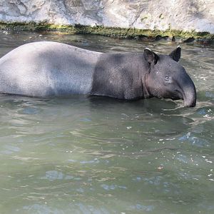 Malayan Tapir