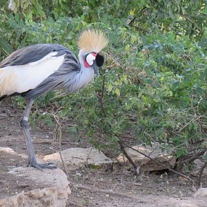 East African (Grey) Crowned Crane