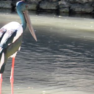 Black Necked Stork