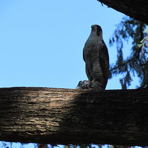 Random Falcon Statue above Cranes of the World