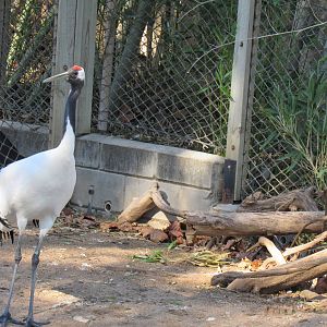 Manchurian (Red Crowned) Crane